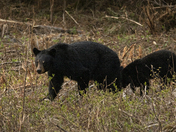 Black Bears
