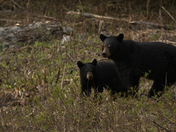 Black Bears