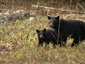 Black Bears
