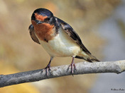 Barn Swallows 
