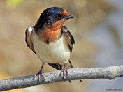 Barn Swallows 