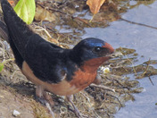 Barn Swallows 
