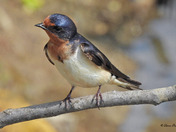 Barn Swallows 