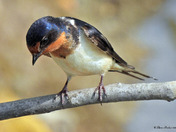 Barn Swallows 