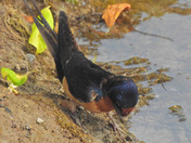 Barn Swallows 