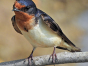 Barn Swallows 