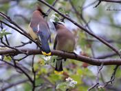Cedar Waxwing mating ritual