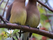 Cedar Waxwing mating ritual