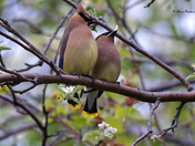 Cedar Waxwing mating ritual