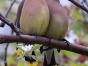 Cedar Waxwing mating ritual