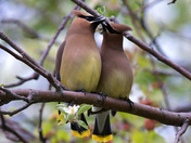 Cedar Waxwing mating ritual