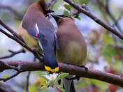Cedar Waxwing mating ritual