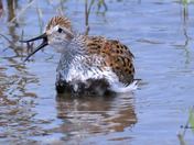 Dunlin