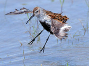 Dunlin