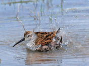 Dunlin