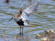 Dunlin