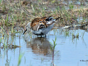 Dunlin