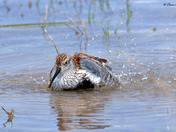 Dunlin