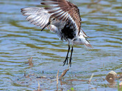 Dunlin
