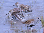 Dunlin