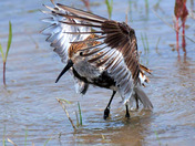 Dunlin