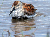 Dunlin