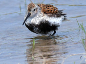 Dunlin
