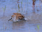 Dunlin