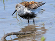 Dunlin