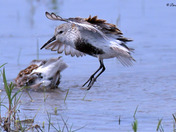 Dunlin