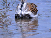 Dunlin