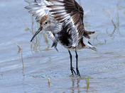 Dunlin