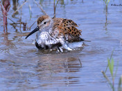 Dunlin
