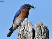 Eastern Bluebirds