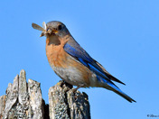 Eastern Bluebirds