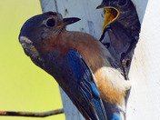 Eastern Bluebirds