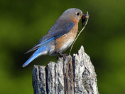 Eastern Bluebirds