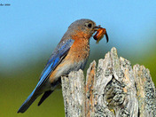Eastern Bluebirds