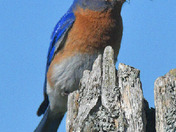 Eastern Bluebirds