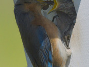 Eastern Bluebirds
