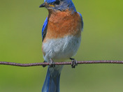 Eastern Bluebirds