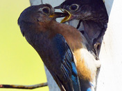 Eastern Bluebirds