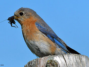 Eastern Bluebirds