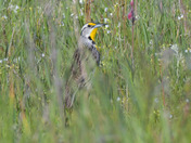 Eastern Meadowlark
