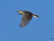 Eastern Meadowlark