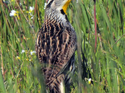 Eastern Meadowlark