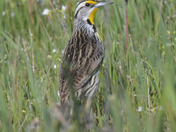 Eastern Meadowlark