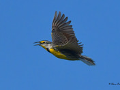 Eastern Meadowlark