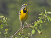 Eastern Meadowlark