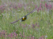 Eastern Meadowlark